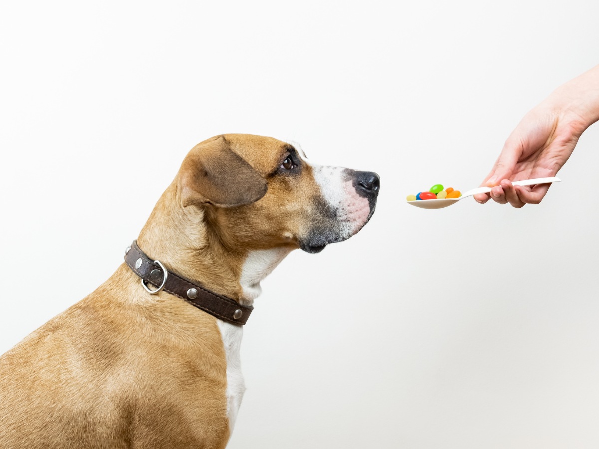 Dog looking at a spoon of medicine