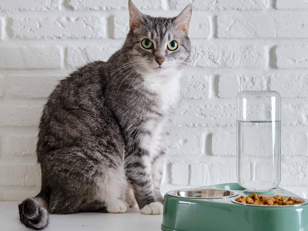 Cat sitting near food and water bowls