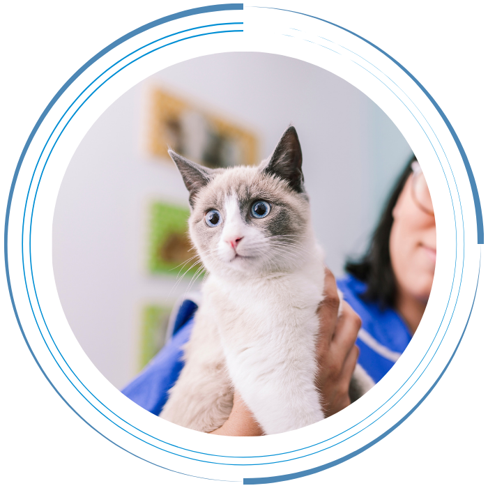 vet tech holding a cat before an -xray