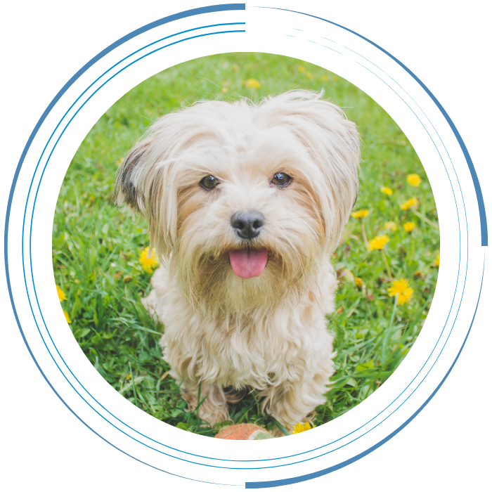 Dog Standing on Grass Field Close-up Photo