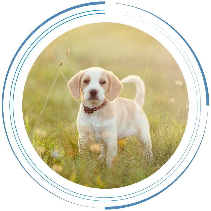 Banner (13) Cute puppy standing on a grassy field outdoors