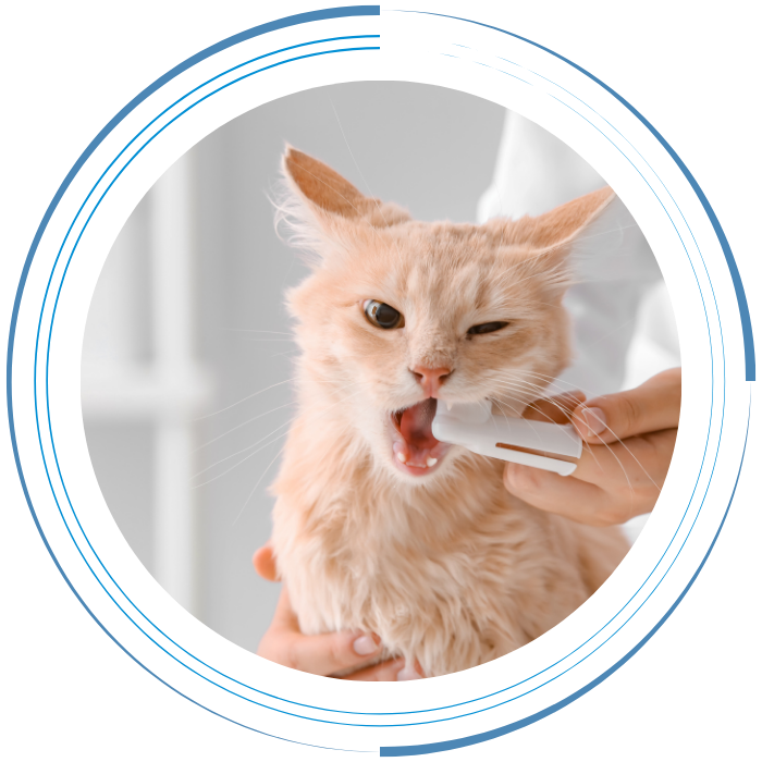 Veterinarian Brushing Cat's Teeth in Clinic