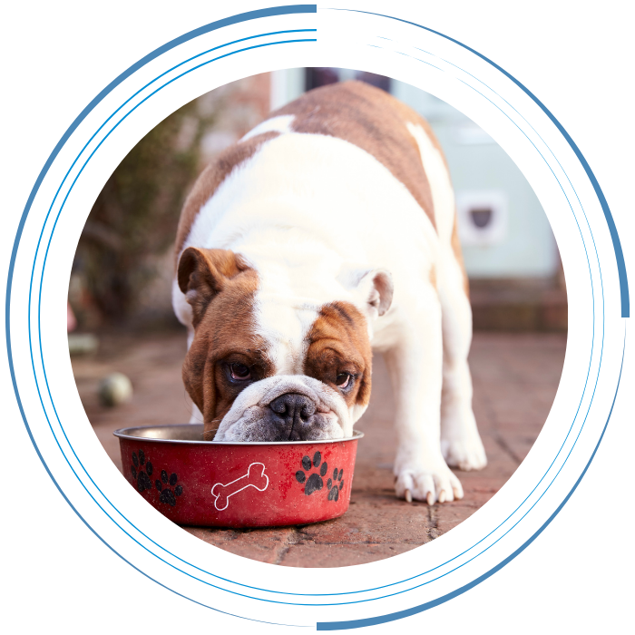 British Bull Dog Eating from Dog Bowl