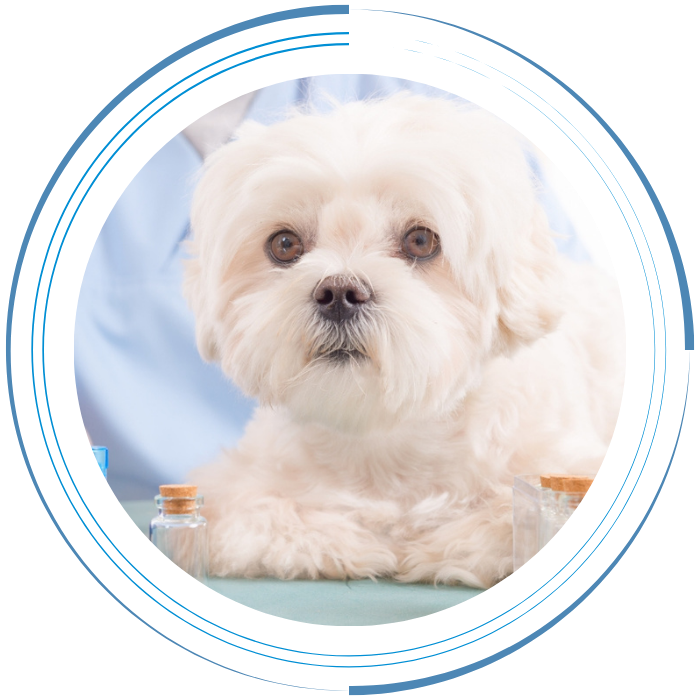 Fluffy white dog with medicines on table