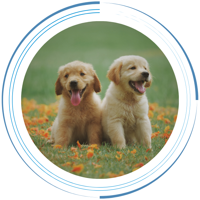 Two Yellow Labrador Retriever Puppies