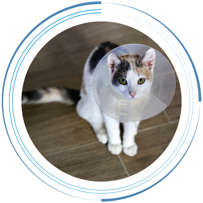 Calico cat wearing protective cone collar