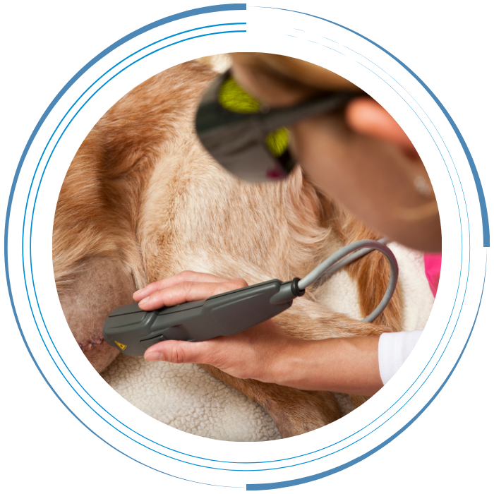 Laser Therapy Applied to Dog by Veterinary Technician