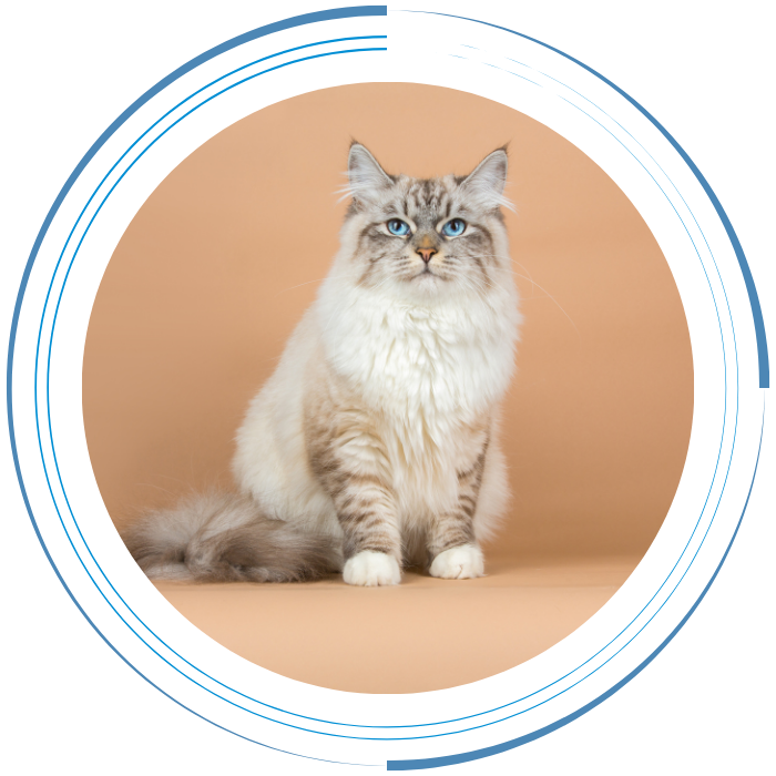 A blue-eyed cat sits gracefully within a circular outline