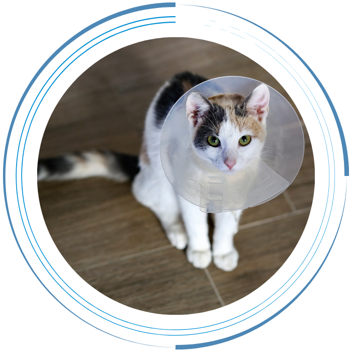 Banner (6) A cat wearing a cone on its head
