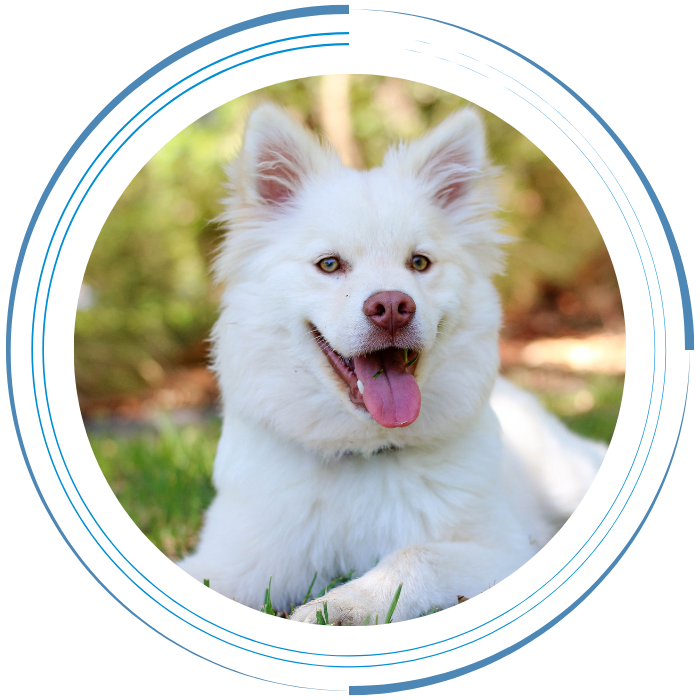 A happy white dog resting on green grass