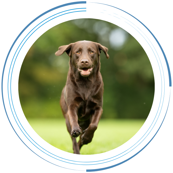 A brown dog energetically sprints through a grassy area