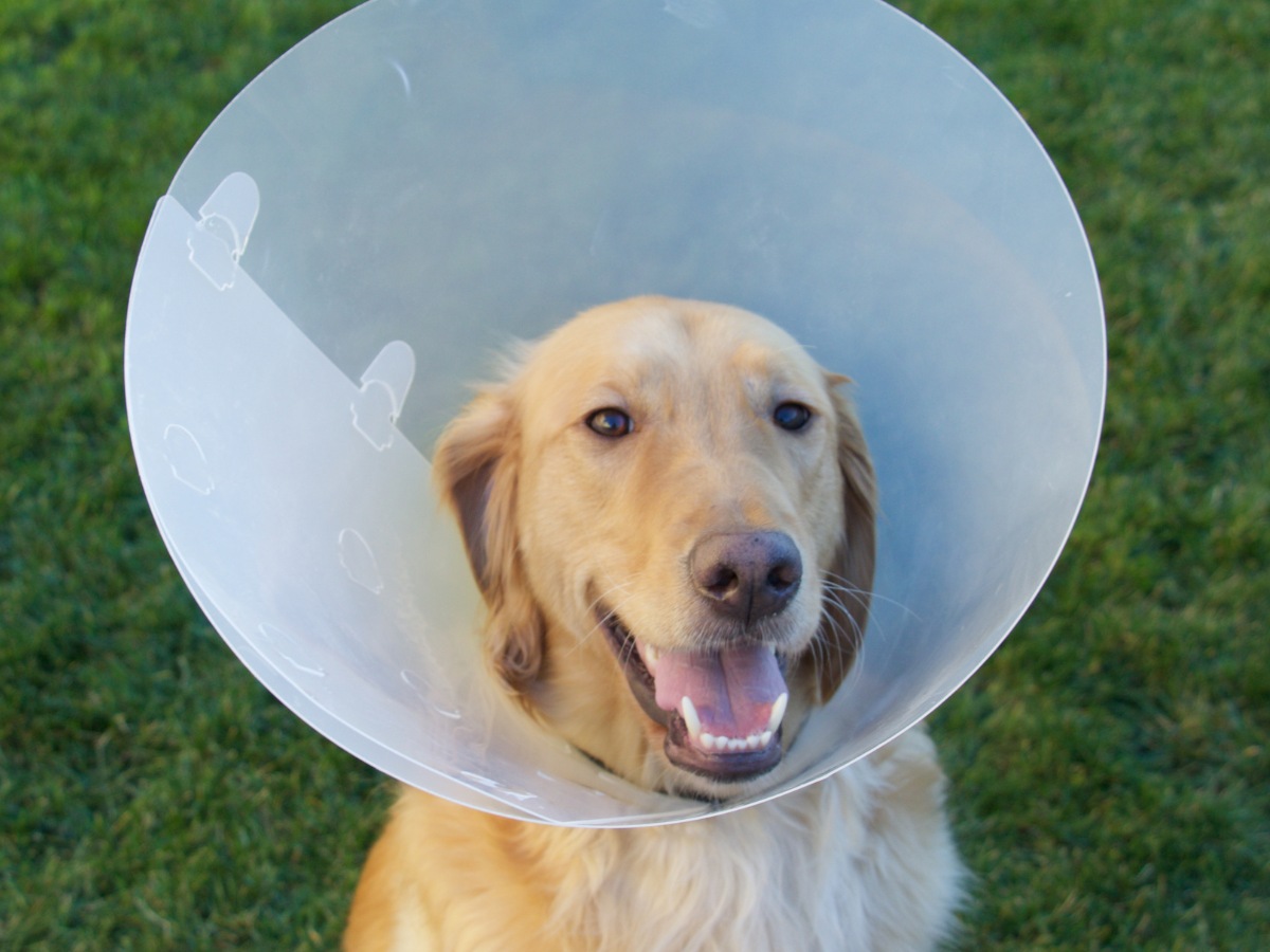 Golden Retriever Dog with Cone