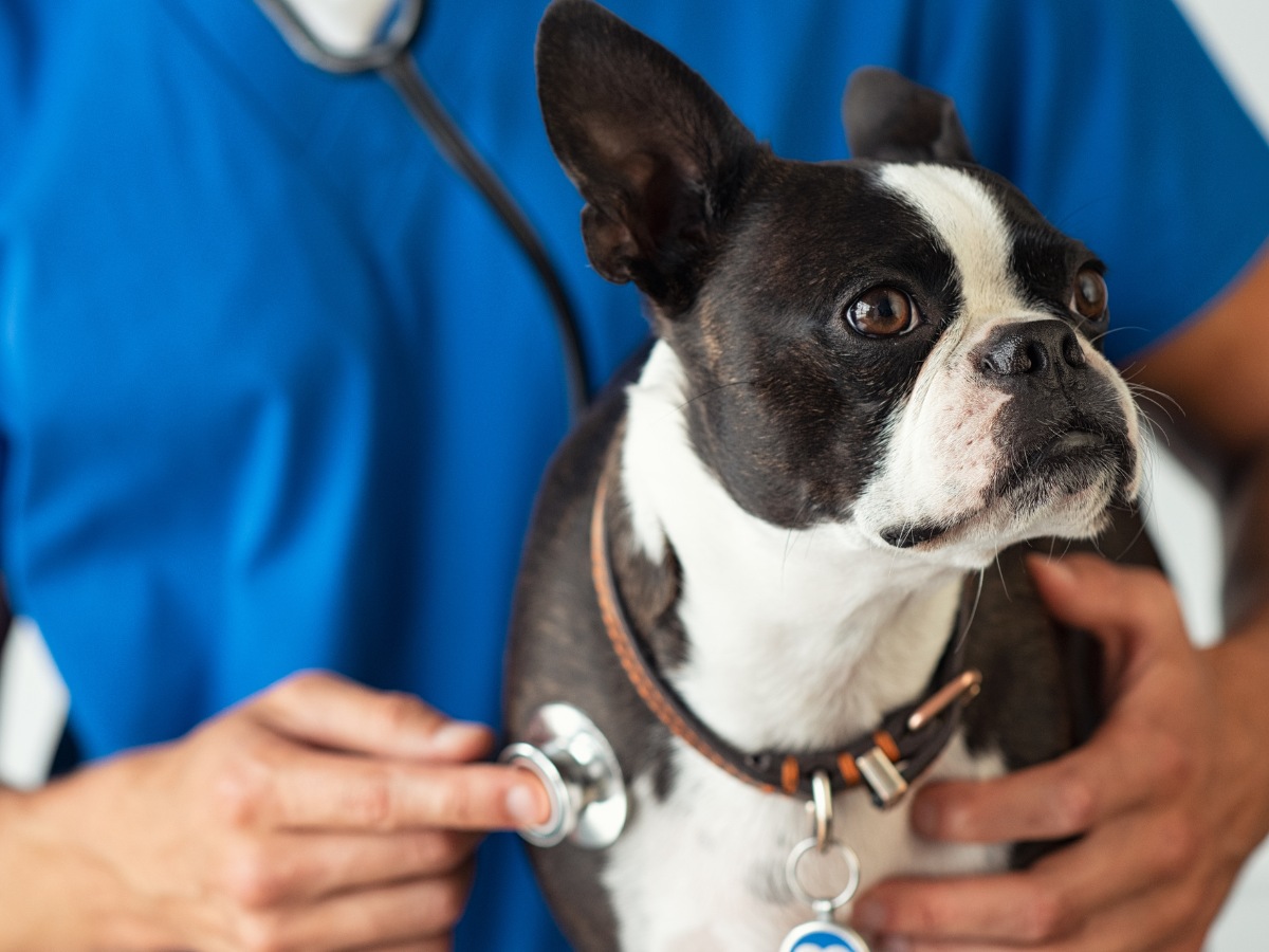 Vet Examining Little Dog with Stethoscope