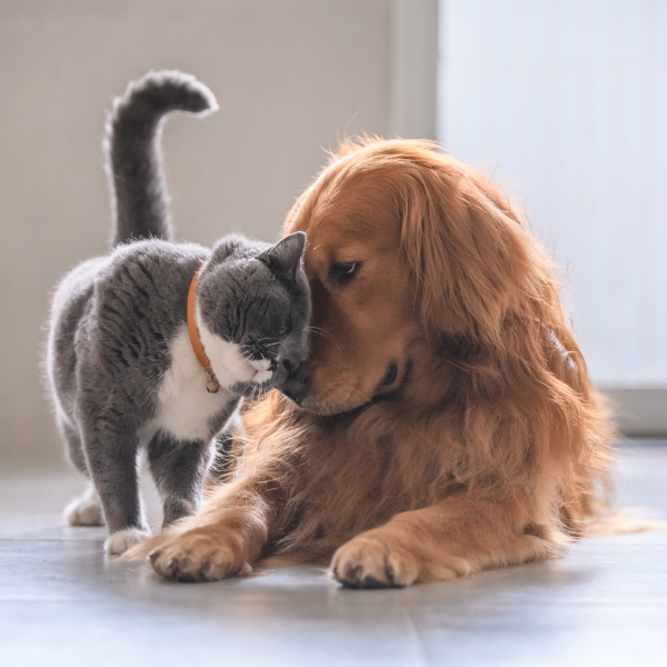 dog and cat snuggling