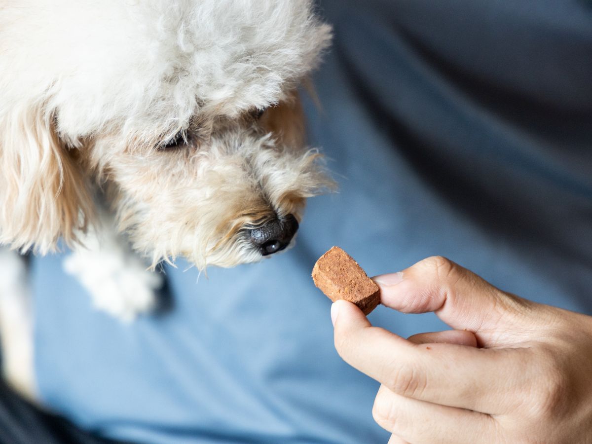 person giving a dog heartworm medicine<br />
