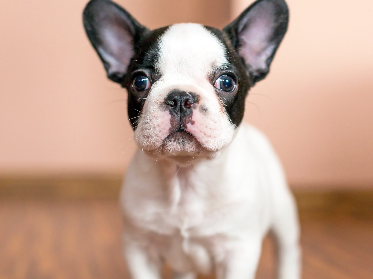 Adorable black and white French Bulldog puppy