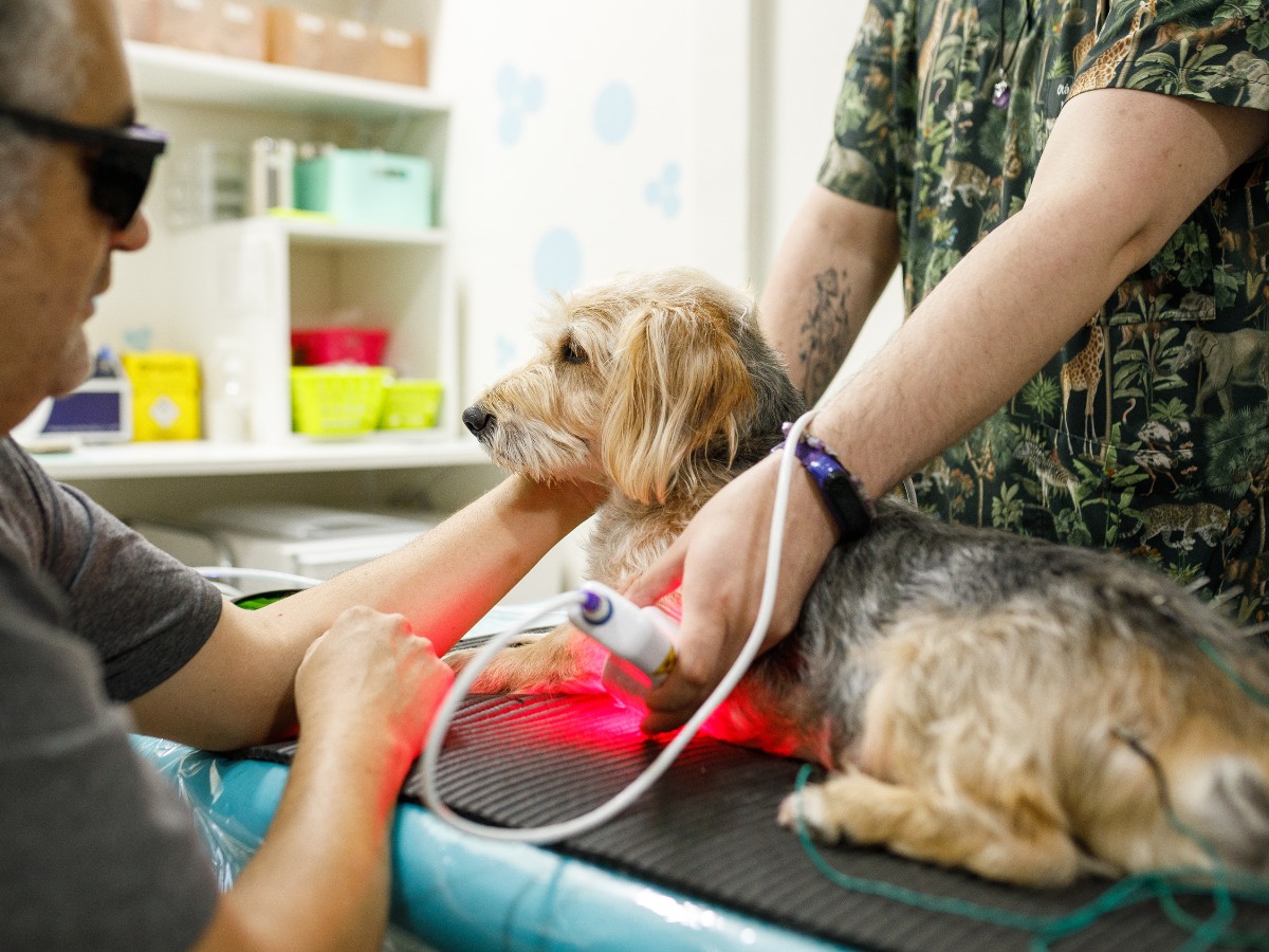 Dog receiving laser therapy at a veterinary clinic