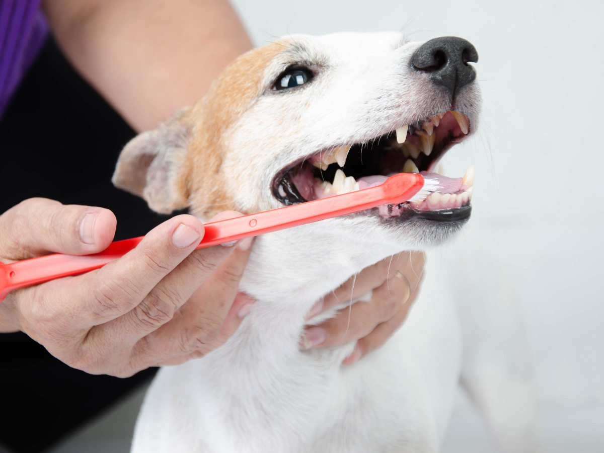 hand brushing dog's tooth for dental care