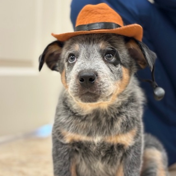 A puppy with orange hat