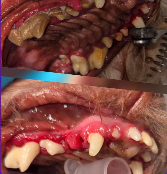 hand brushing dog's tooth for dental care